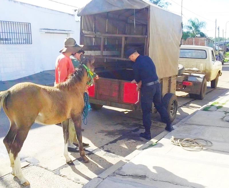 Se intensifican los operativos para erradicar la tracción a sangre El