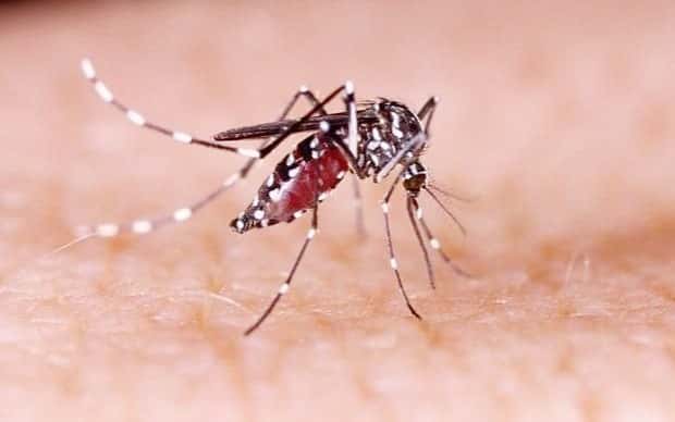 En la última semana se notificaron 2.072 nuevos casos de dengue
