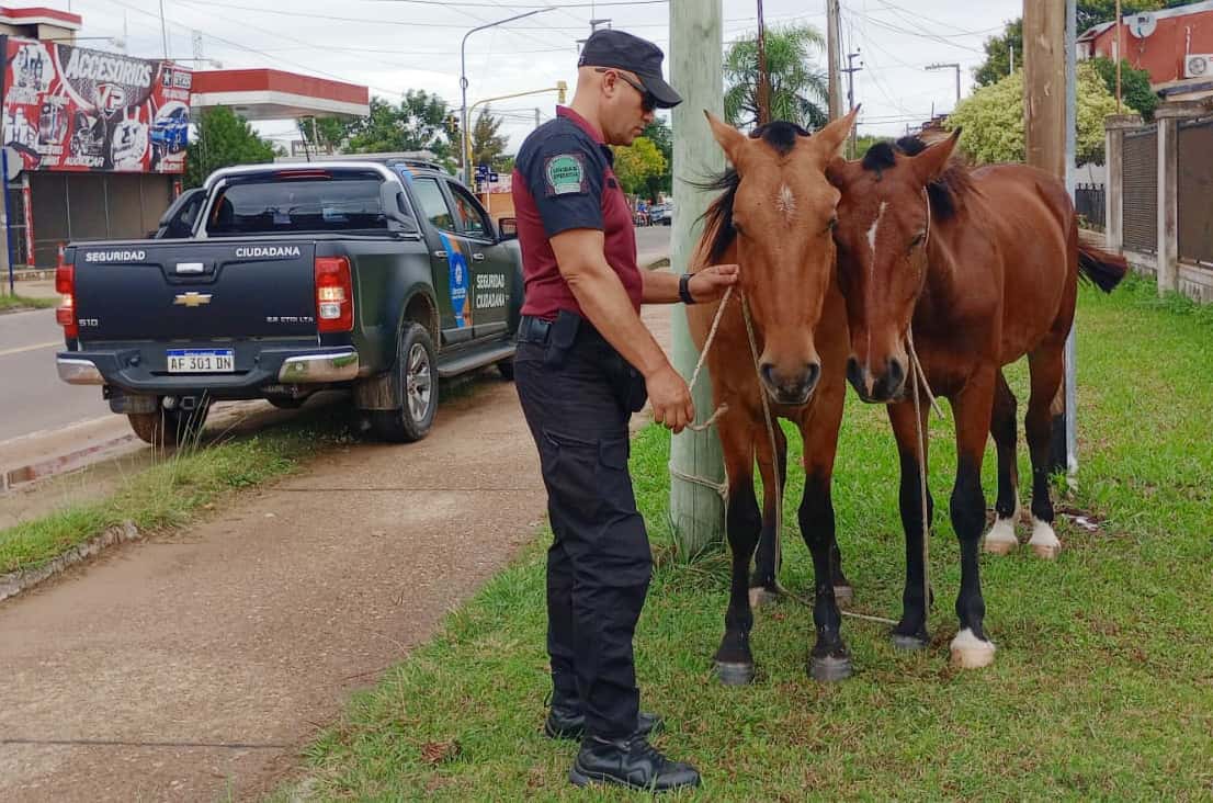 La municipalidad secuestró equinos que se encontraban sueltos en la vía pública
