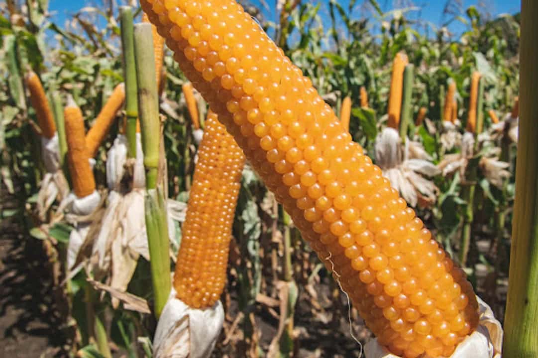 Se agravan las pérdidas por la plaga que azota a los cultivos de maíz y se perderían casi US$ 1.000 millones