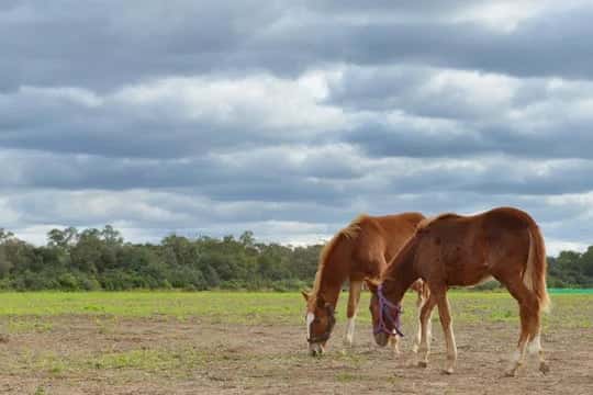Se retoman las exportaciones de equinos a Chile