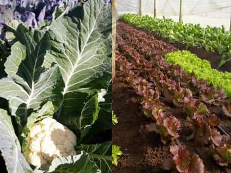 Horticultura con enfoque agroecológico en el barrio Carretera La Cruz