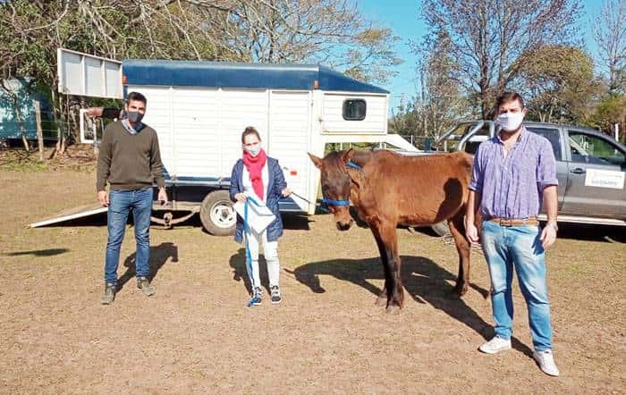 El programa municipal de recuperación de equinos  concretó dos nuevas adopciones 