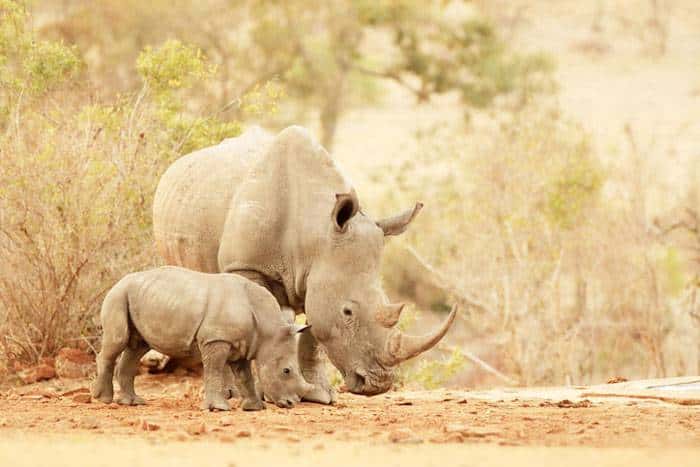 Científicos crean  dos embriones para intentar salvar al  rinoceronte blanco del norte, de la extinción