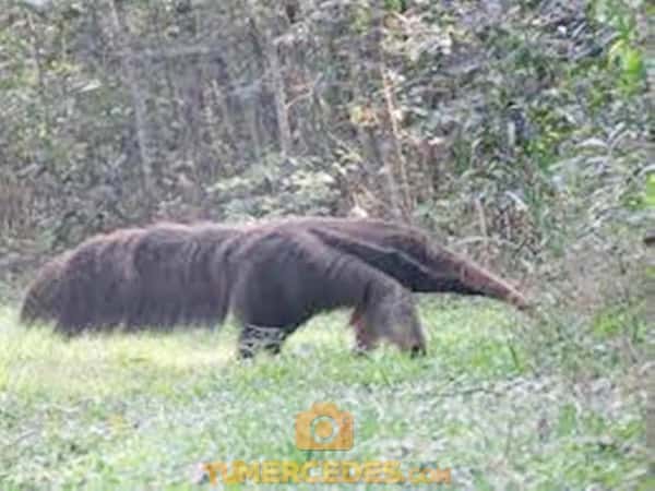 Registran al oso hormiguero gigante tras más de  100 años de extinción