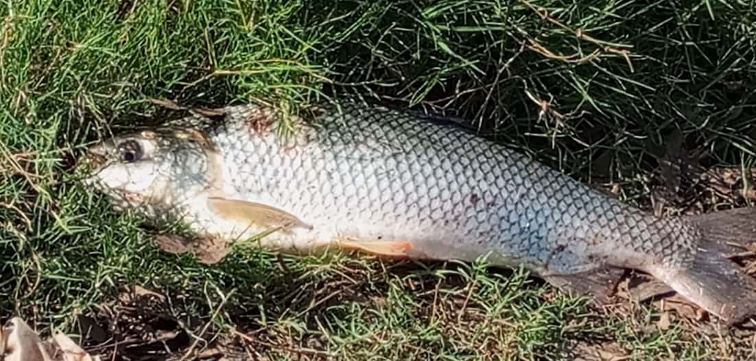 Revelan tóxicos y sustancias contaminantes en tejidos de peces del río Uruguay