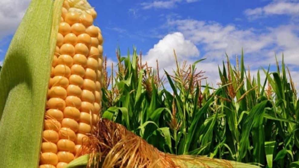 Los embarques de maíz de Argentina alcanzan  su nivel más alto en cinco años