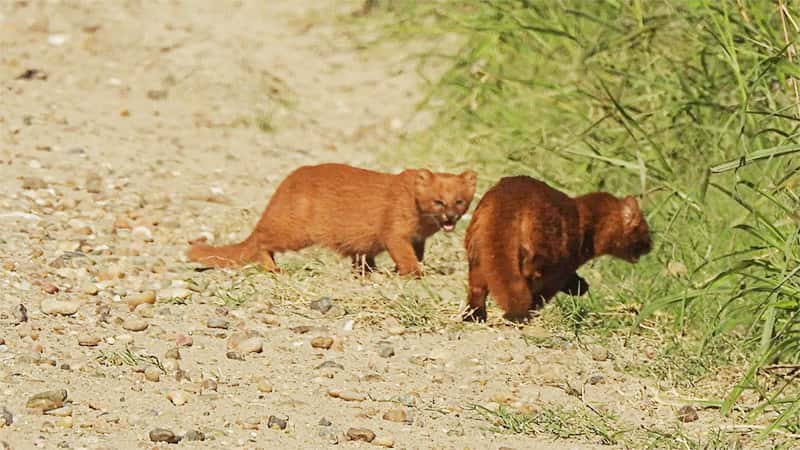 Fotografiaron en Entre Ríos a tres pumas de una especie en peligro de extinción