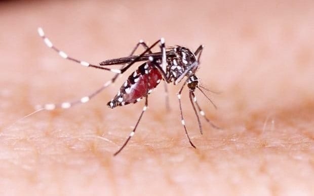 Confirmaron más de 333 mil casos y 238 fallecidos por casos de dengue en el país