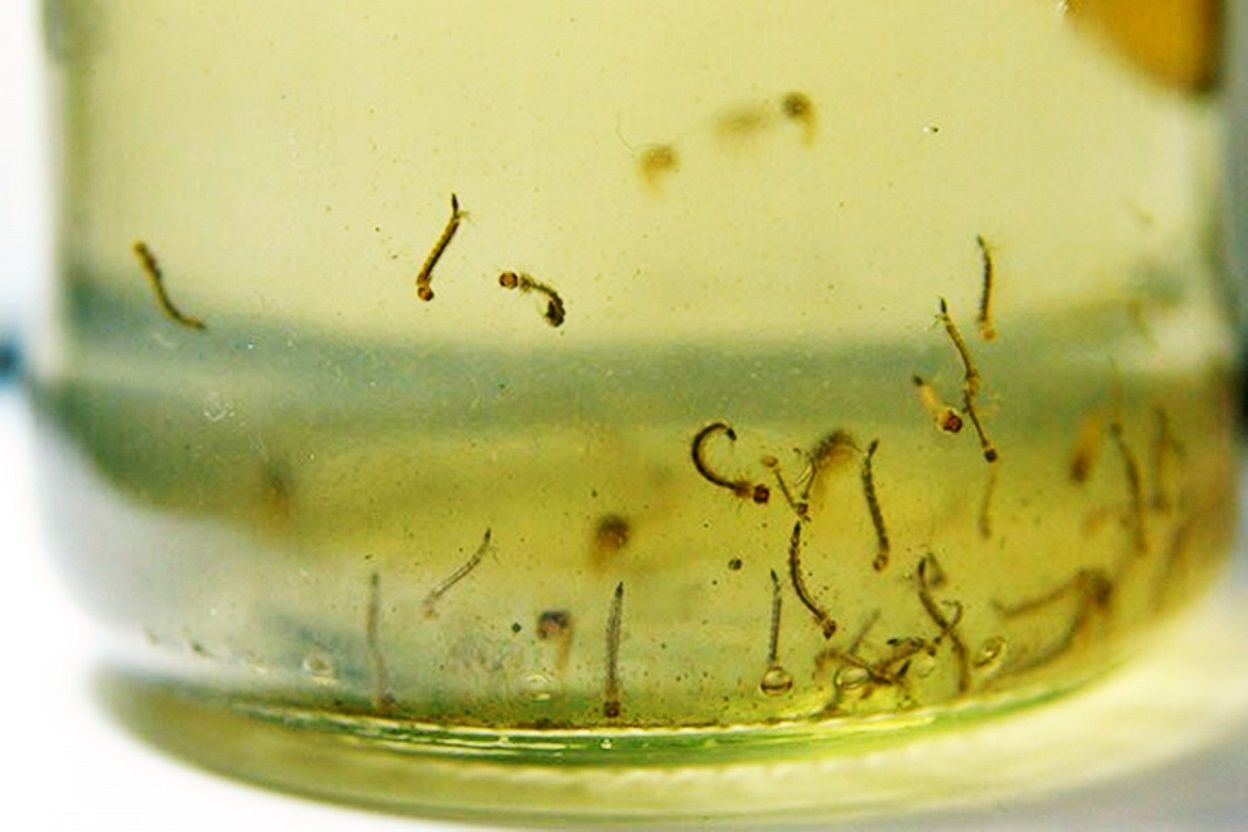 Los huevos del Aedes aegypti no mueren con las bajas temperaturas