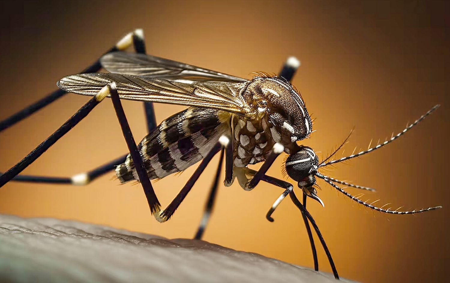 Siguen en descenso los casos de dengue en Entre Ríos