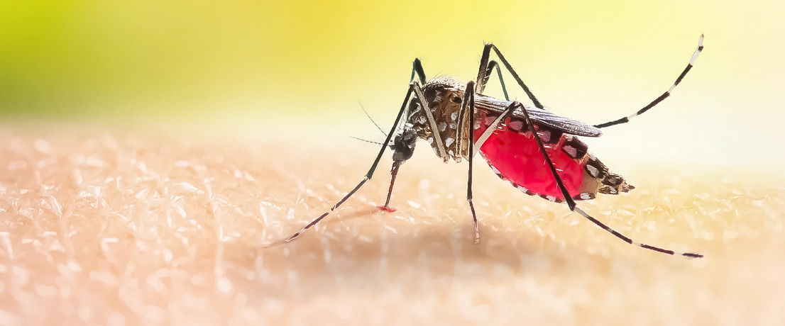 Dengue: Disminuye la cantidad de casos en la provincia, pero hay que mantener las medidas de prevención