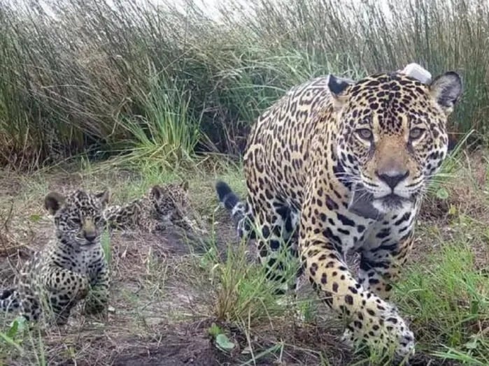 Nacimiento histórico en la selva: la yaguareté Janaína apareció con dos crías en el Parque Nacional Iguazú
