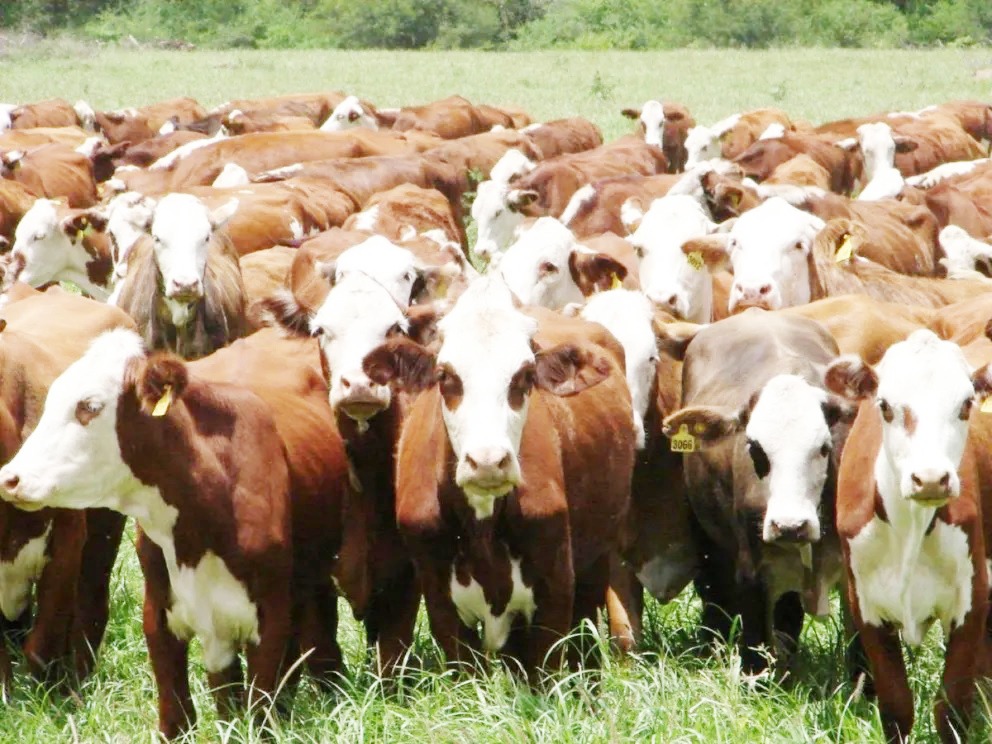 La ganadería entrerriana tuvo una mejora en sus índices productivos en el último año