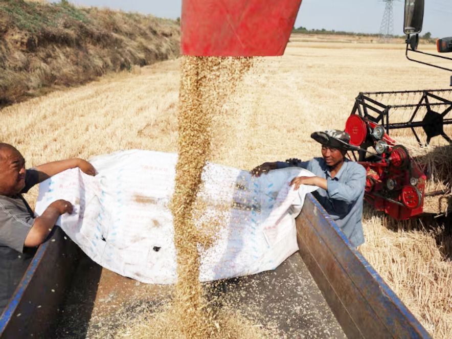 Los precios empujan a China a comprar trigo argentino