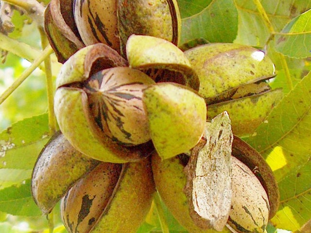 Derivados de nuez pecán entrerriana fueron incorporados al Código Alimentario