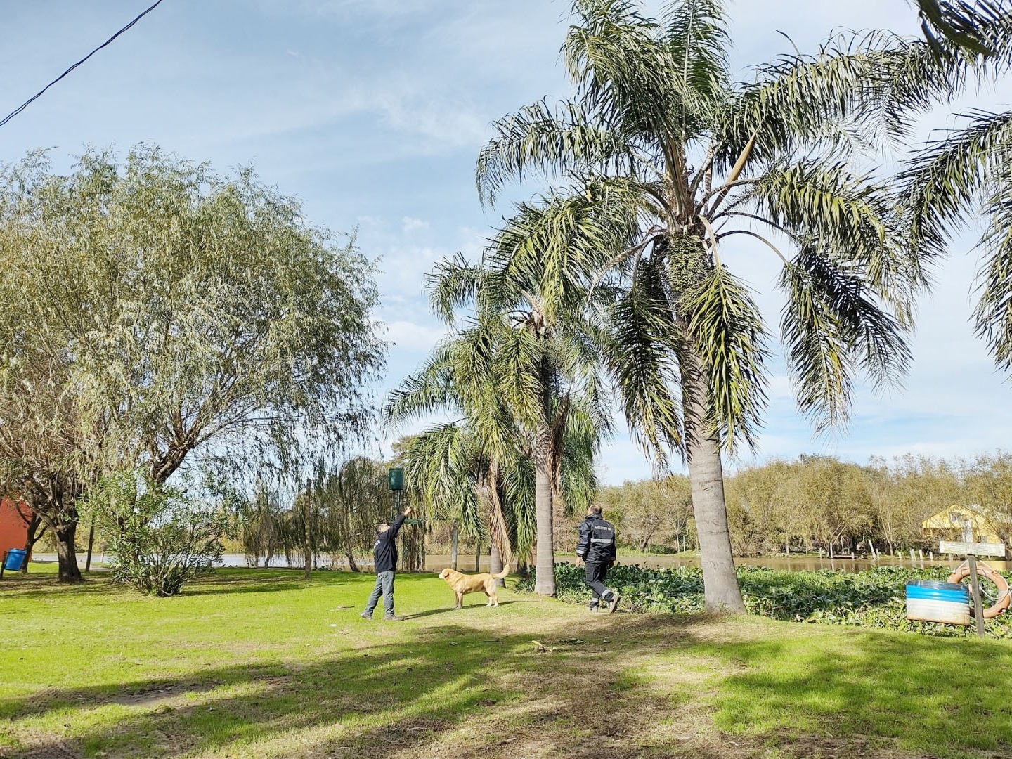 Detallan medidas para prevenir ataques del picudo rojo de las palmeras