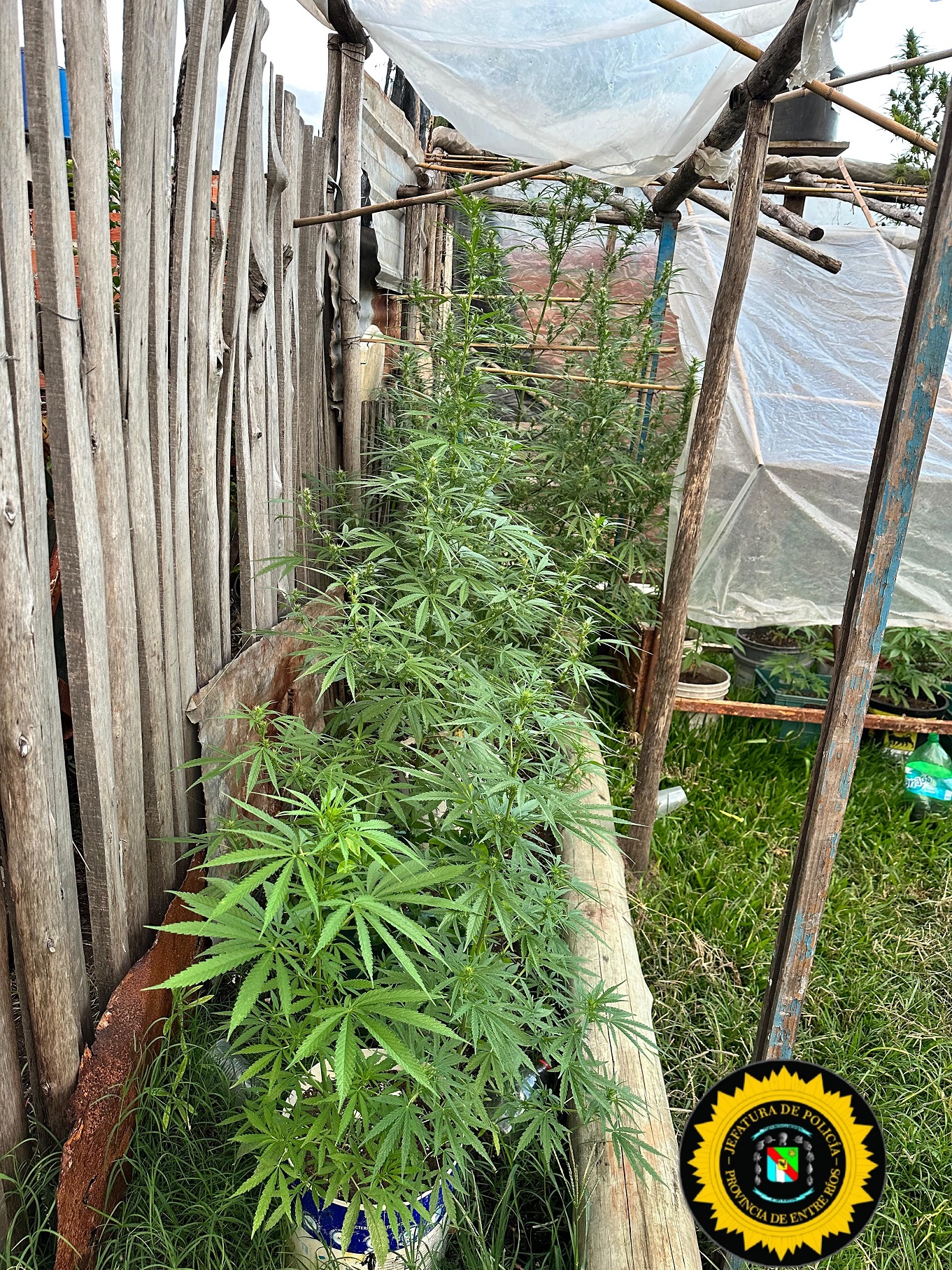 Allanan y secuestran 21 plantas de marihuana por exceder lo autorizado - 2