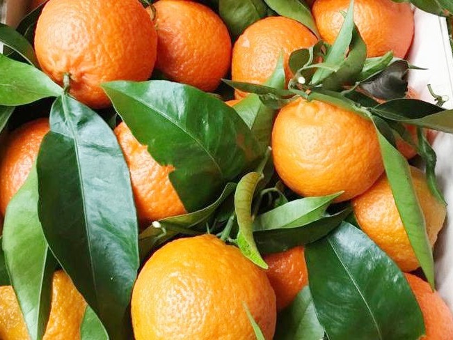 Capacitación sobre la importancia de evitar la comercialización de citrus con hojas