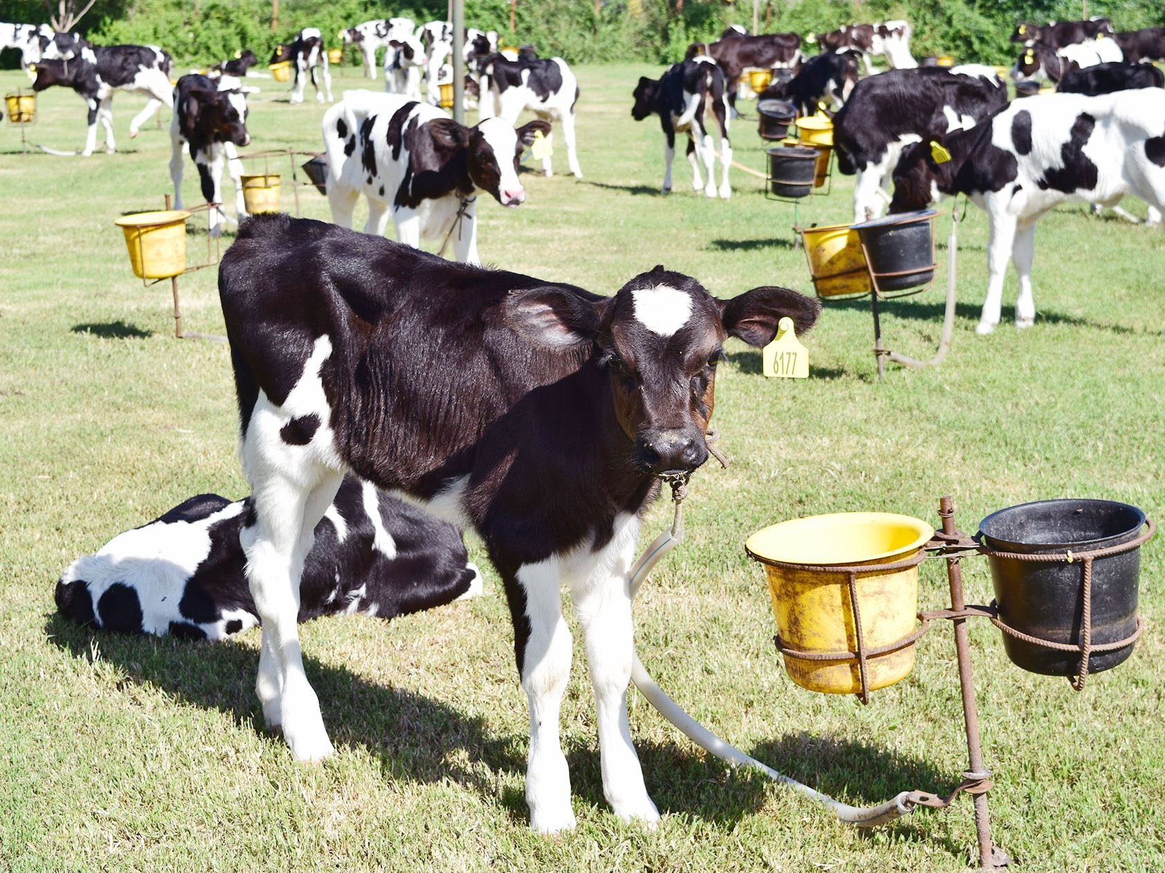Están vigentes las líneas de crédito a valor producto para productores entrerrianos