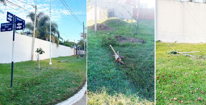 Vandalismo contra el arbolado urbano y cartelería pública