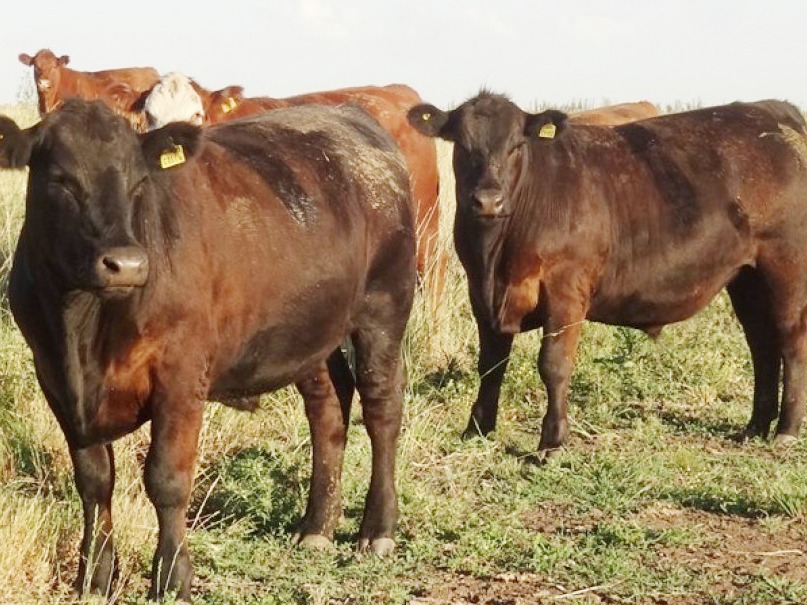 Facilitan el acceso a la información para exportar carne a Europa
