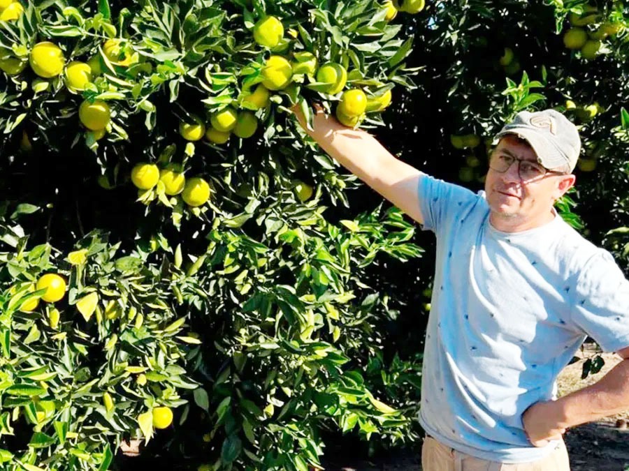 Aseguran que vender una naranja cuesta más de lo que pagan