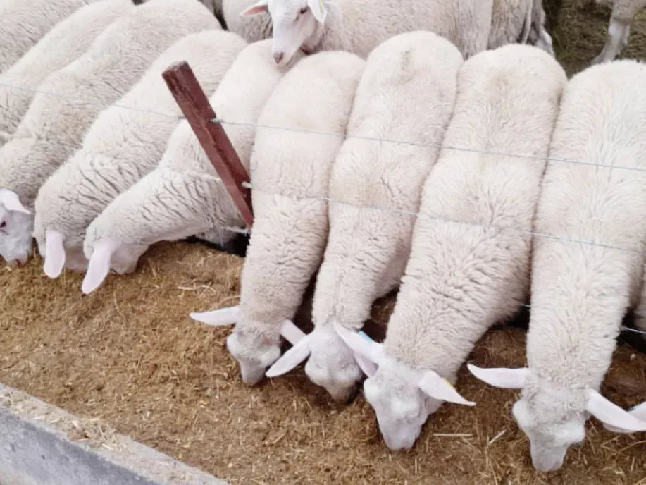 Un nuevo modelo de producción y consumo propone lograr corderos pesados que dejen 25 kilos al gancho