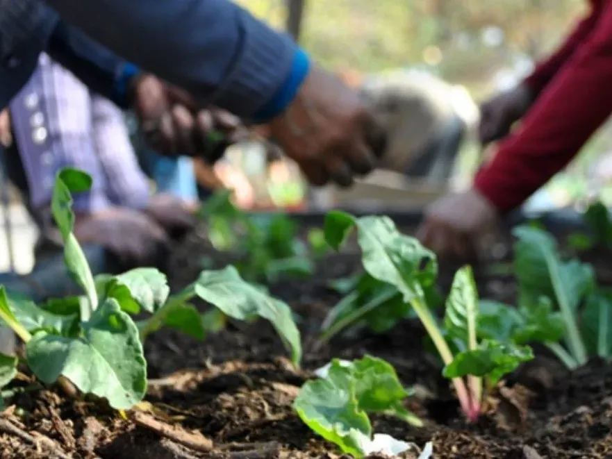 Capacitación en huertas y alimentación saludable para personas mayores