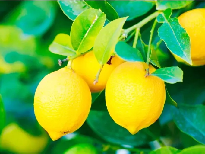 Las exportaciones argentinas de limones marcaron un récord en el primer cuatrimestre