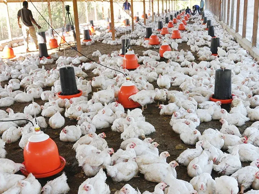 Desde el dinamismo rural, Entre Ríos se abre espacio en el mundo de los negocios agropecuarios