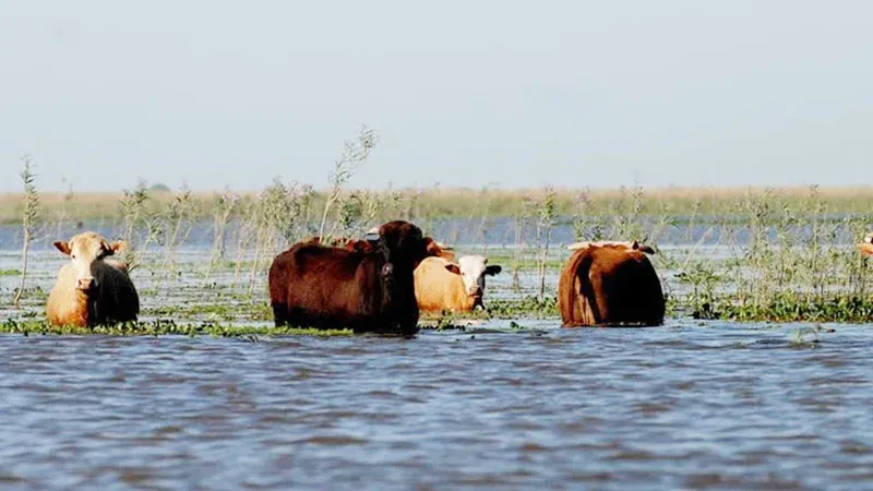 Los productores de islas y campos inundables buscan dónde ubicar su hacienda