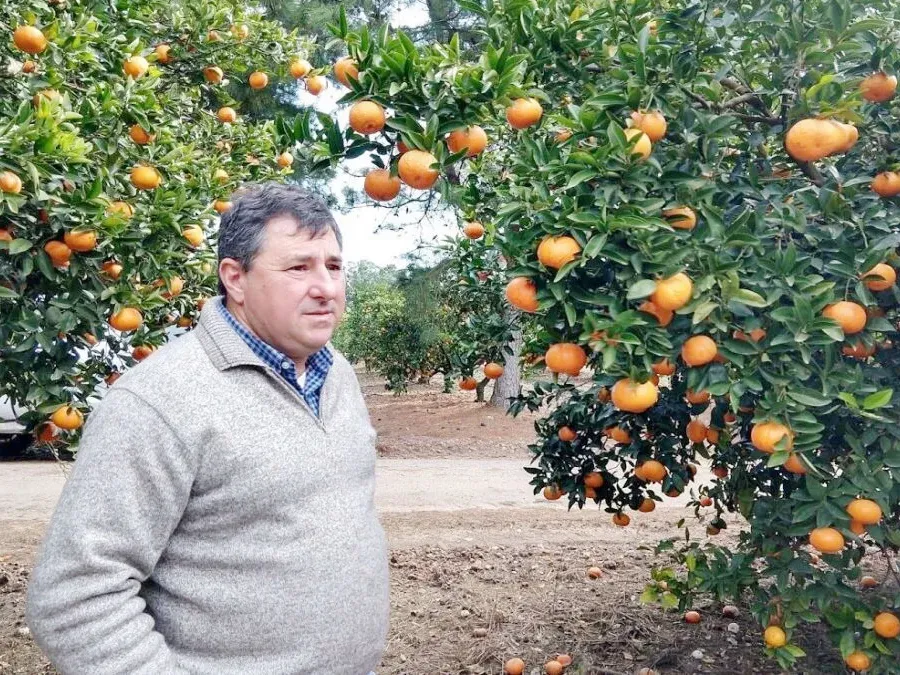 Advierten que el avance del HLB podría devastar la citricultura y generar un «caos social» en la región