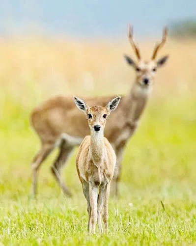 Una nueva oportunidad para el venado de las pampas: ser un Monumento Natural Nacional