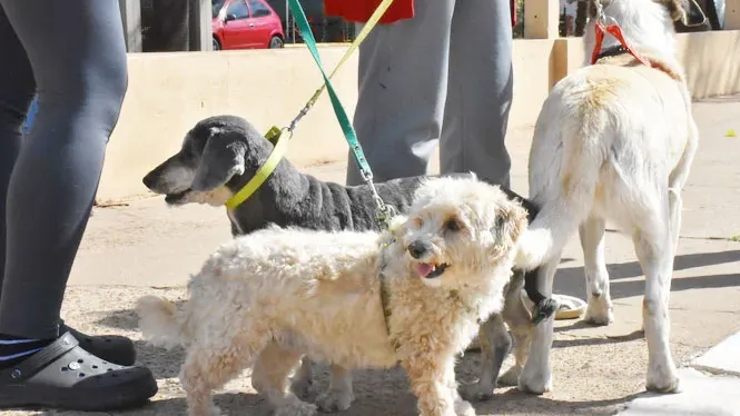 El programa de esterilizaciones atenderá en el barrio Parque Ferré Sur
