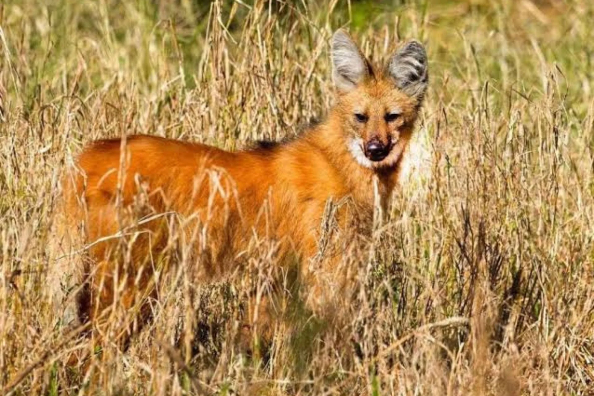 Rescataron un ejemplar de aguará guazú en Gualeguay