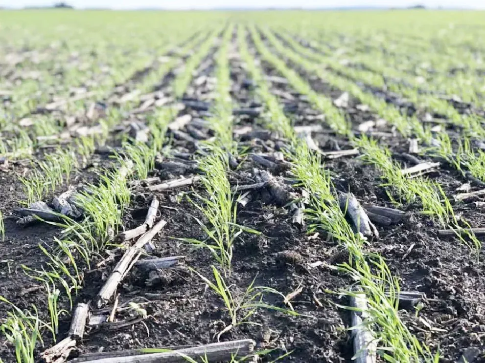La siembra de trigo entra en su tramo final mientras avanzan la cosecha de maíz y sorgo