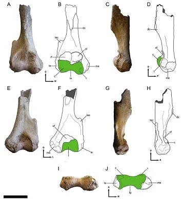 Hallan una nueva especie fósil de metaterios dientes de sable en la costa bonaerense de unos 2 millones de años - 1